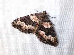Chrysolarentia gypsomela