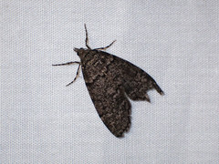 Smyriodes trigramma
