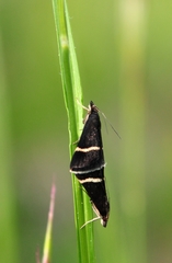 Pyrausta rectefascialis
