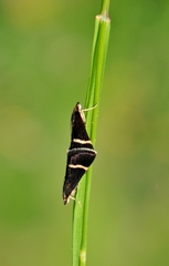 Pyrausta rectefascialis