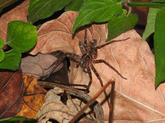 Heteropoda amphora