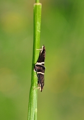 Pyrausta rectefascialis