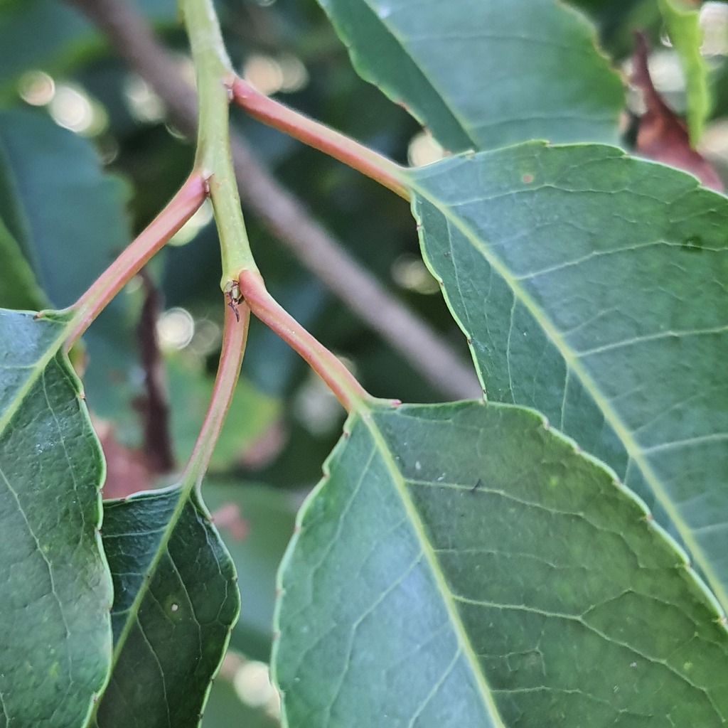 African cherry