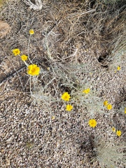 Baileya pleniradiata