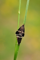 Pyrausta rectefascialis
