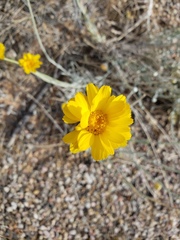 Baileya pleniradiata