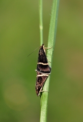 Pyrausta rectefascialis