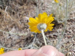 Baileya pleniradiata