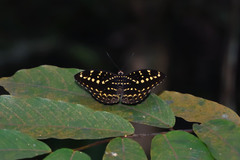 Lexias canescens pardalina