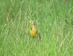 Macronyx capensis colletti