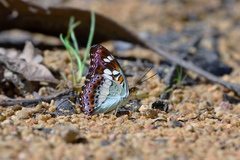 Moduza procris milonia