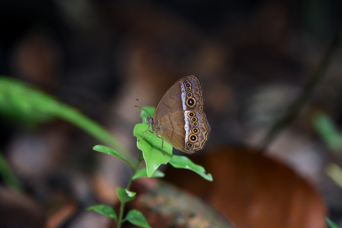 Purple Bushbrown