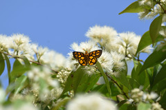 Odina hieroglyphica ortina