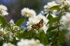 Odina hieroglyphica ortina