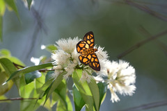 Odina hieroglyphica ortina