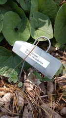 Asarum canadense