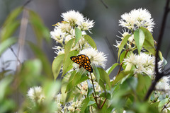 Odina hieroglyphica ortina