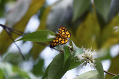 Odina hieroglyphica ortina