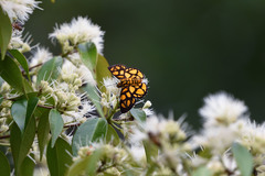 Odina hieroglyphica ortina