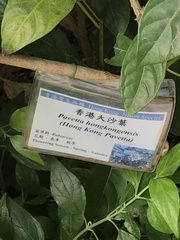 Pavetta hongkongensis