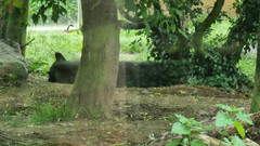 Canis lupus occidentalis