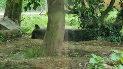 Canis lupus occidentalis