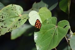 Pantoporia paraka