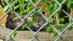 Canis lupus occidentalis