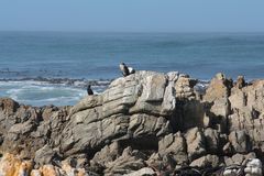 Phalacrocorax neglectus