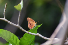 Phalanta phalantha phalantha