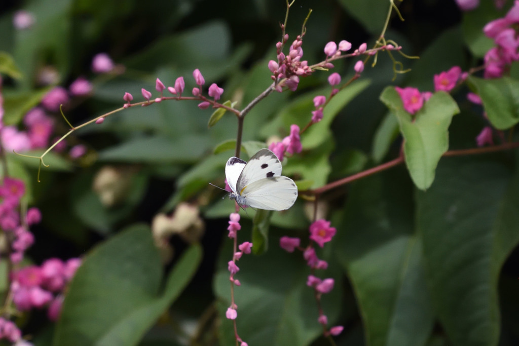 Indian Cabbage White
