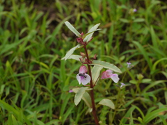 Impatiens tomentosa
