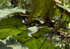 Polyura hebe plautus