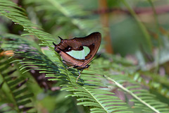 Polyura hebe plautus