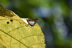 Polyura hebe plautus