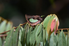 Polyura hebe plautus