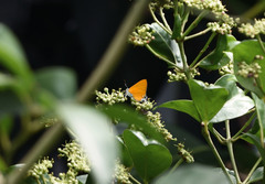 Pseudotajuria donatana