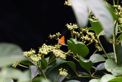 Pseudotajuria donatana