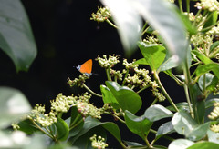 Pseudotajuria donatana