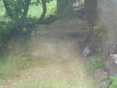 Canis lupus occidentalis