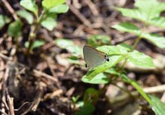 Rapala iarbus iarbus