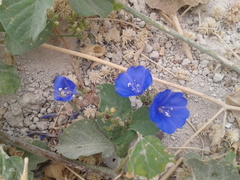 Jacquemontia pentanthos