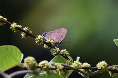 Rapala manea chozeba