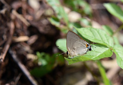Rapala iarbus iarbus