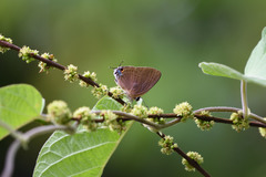 Rapala manea chozeba