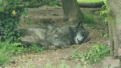Canis lupus occidentalis