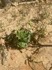 Acourtia nana