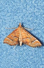 Musotima ochropteralis
