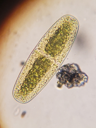 Netrium digitus var. latum