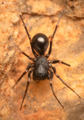 Mallinus nitidiventris